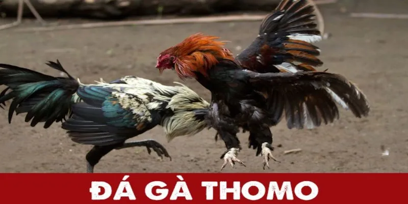 Lịch sử của đá gà Thomo